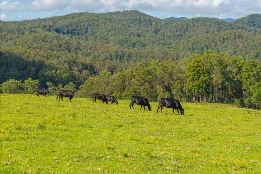 Click to view all images 669 Costigans Road Yarras NSW 2446 - Image 2