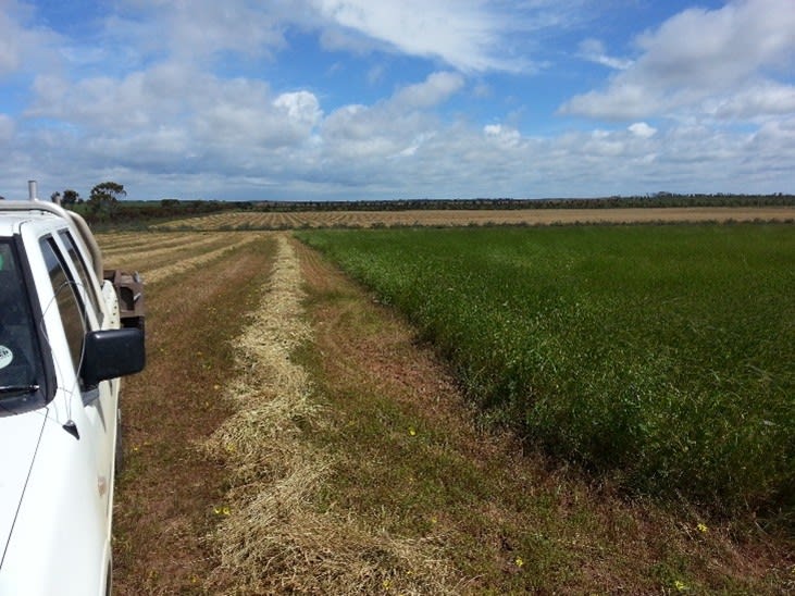 Lot 1, 905 Ngallo Road Carina VIC 3512 - Image 2