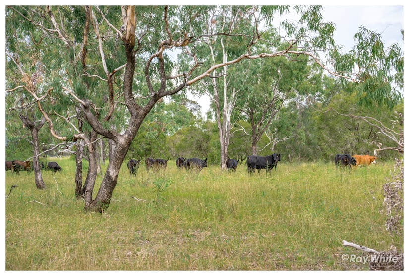 253 Hunt Road Alton Downs QLD 4702 - Image 2