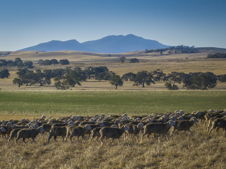 Click to view all images 1154 Stockyard Hill Road Stockyard Hill VIC 3373 - Image 3