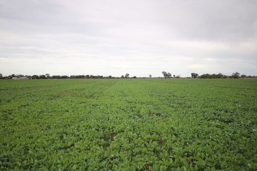 Click to view all images 34 Stone Lane Rochester VIC 3561 - Image 2