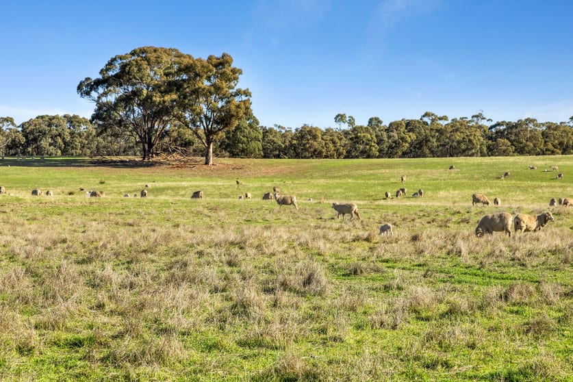 Click to view all images 189 Lillicur Road Amherst VIC 3371 - Image 2
