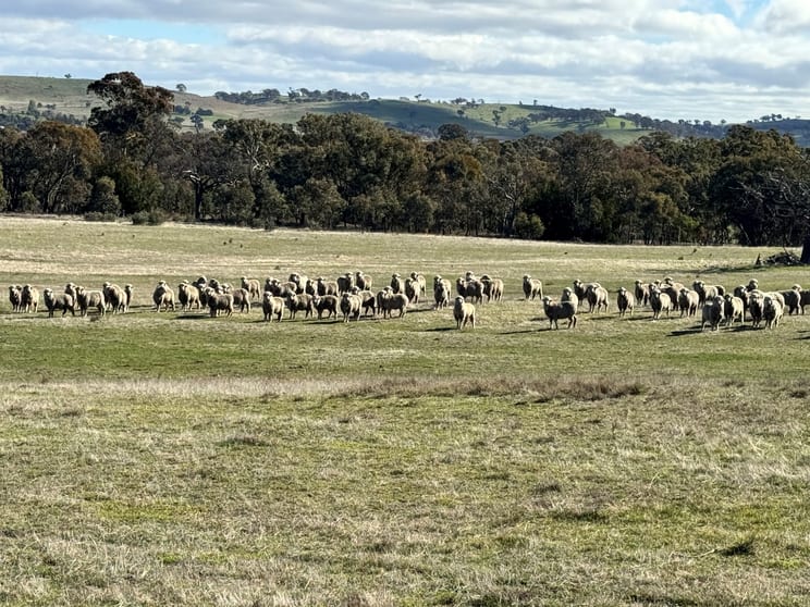 Click to view all images 83 Yass Valley Way Yass NSW 2582 - Image 1