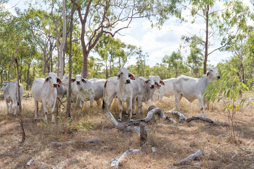 2788 Atkinson Road Kunwarara QLD 4702 - Image 3