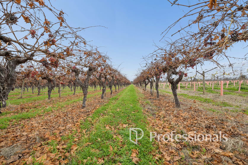 77 Milne Bay Road Robinvale VIC 3549 - Image 1