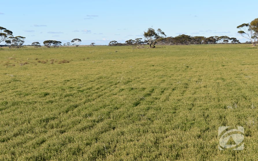 Click to view all images Lot 2 Boolgun Road Boolgun SA 5330 - Image 2