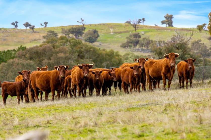 270 Mulgowrie Road, Crooked Corner Crookwell NSW 2583 - Image 2