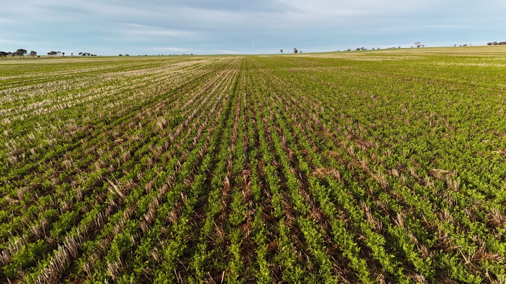 'Cavan Downs' Heaslip Highway Huddleston SA 5523 - Image 3