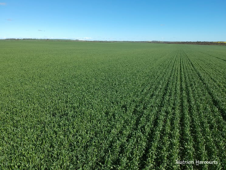 2174 Nanekine Road Mingenew WA 6522 - Image 1