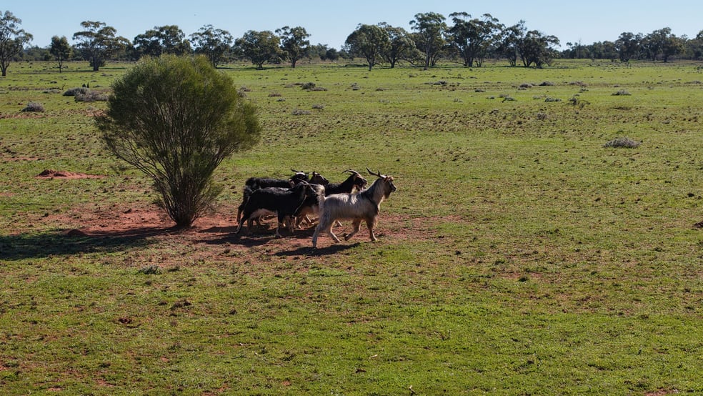 Click to view all images Nimagee Station, 369 Nymagee Station Road Nymagee NSW 2831 - Image 3
