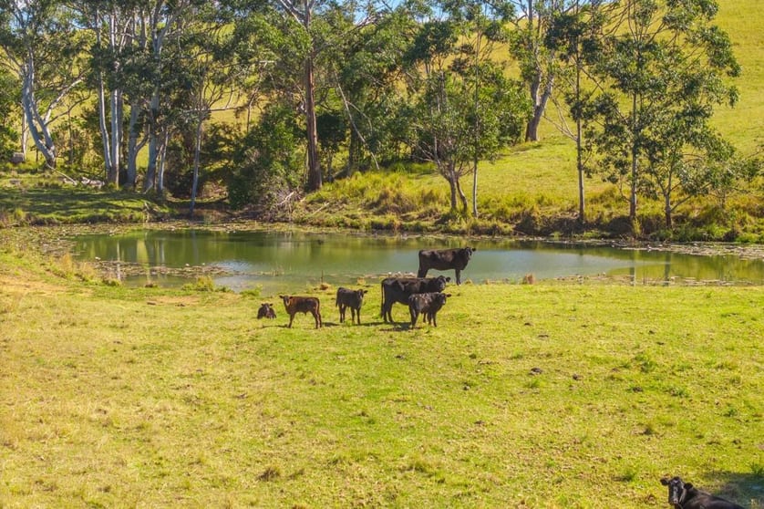 659 South Bank Road Tamban NSW 2441 - Image 2