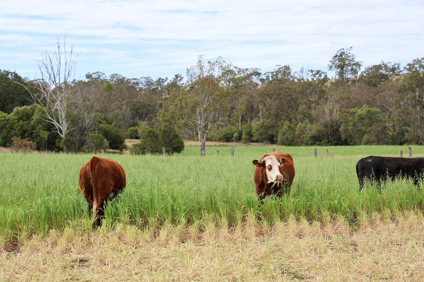 Click to view all images 213 Kings Hill Road Highgrove QLD 4352 - Image 2