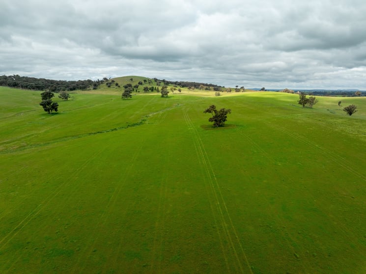 Click to view all images 1285 Yerong Creek Mangoplah Road Mangoplah NSW 2652 - Image 3