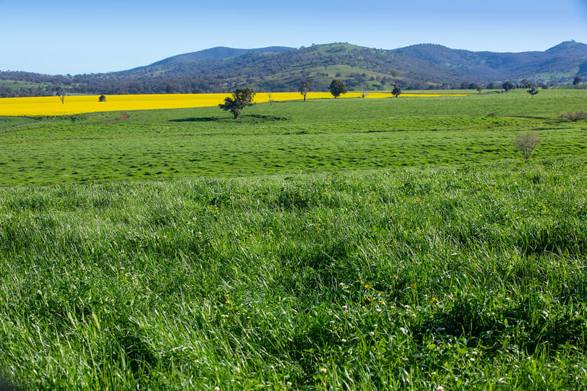 Click to view all images 1900 Nangus Road Nangus NSW 2722 - Image 3