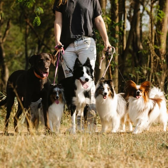 Animal Related  business for sale in Perth - Image 3