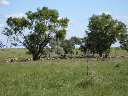 Click to view all images "Orange Downs" Barcaldine QLD 4725 - Image 1