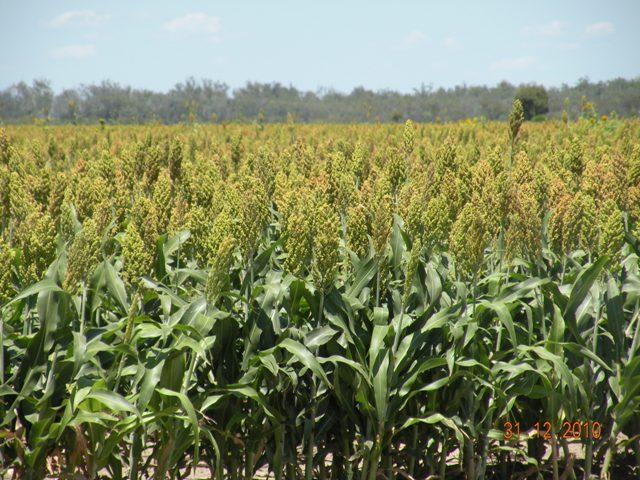 10 Goodooga - Jakelwar Road Dirranbandi QLD 4486 - Image 3