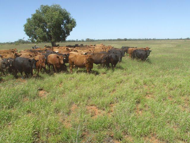 CAMPBELLS Carnarvon Highway Thallon QLD 4497 - Image 2