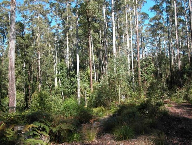 Elands NSW 2429 - Image 3