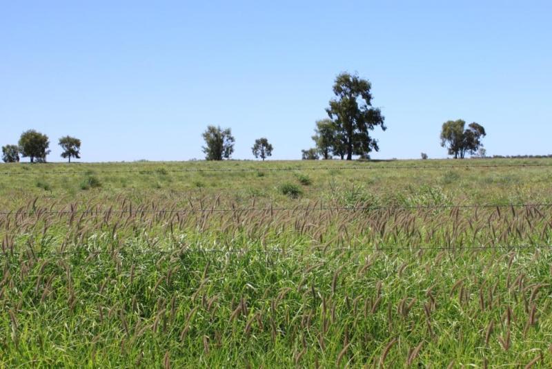 Roma QLD 4455 - Image 1
