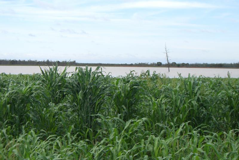 Click to view all images Roma QLD 4455 - Image 3