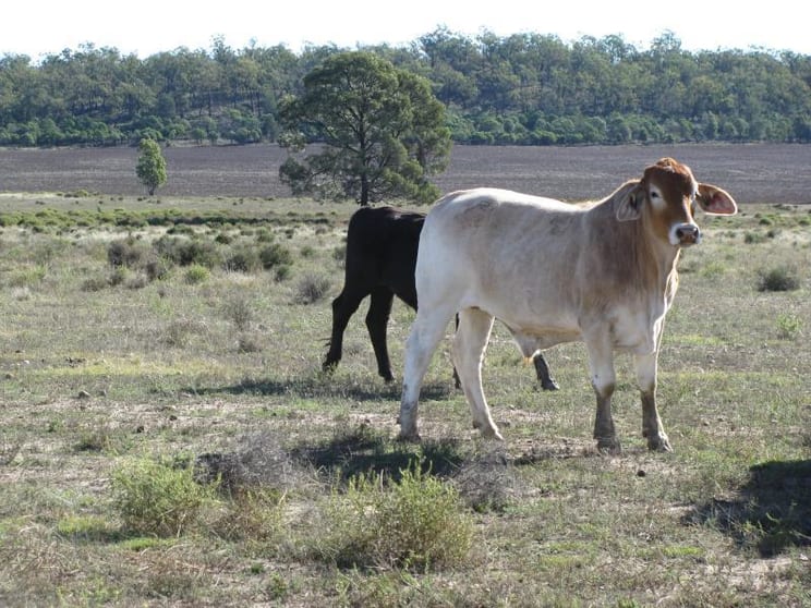 Click to view all images 6605 ACRES, WEST OF Dalby QLD 4405 - Image 2