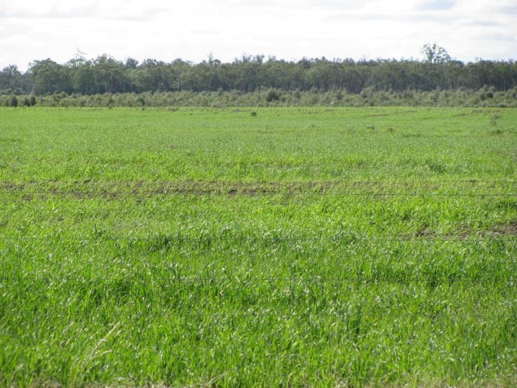 Click to view all images 2478 ACRES CATTLE AND CROPPING Tara QLD 4421 - Image 2