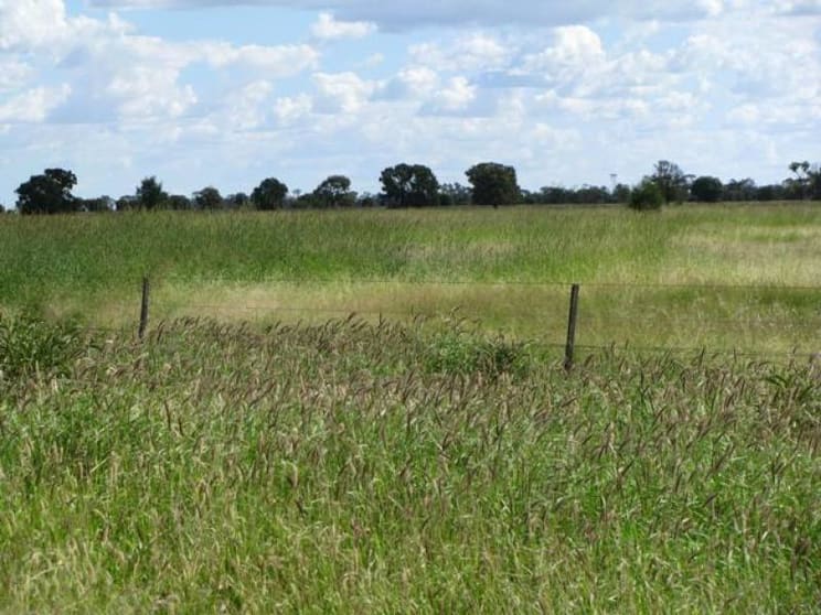 Click to view all images 480 ACRES QUALITY GRAZING Tara QLD 4421 - Image 1
