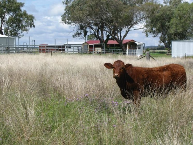 LOCATION LIFESTYLE, 80 ACRES Biddeston QLD 4401 - Image 1