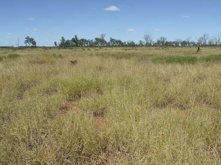 Honeymah Lane St George QLD 4487 - Image 2
