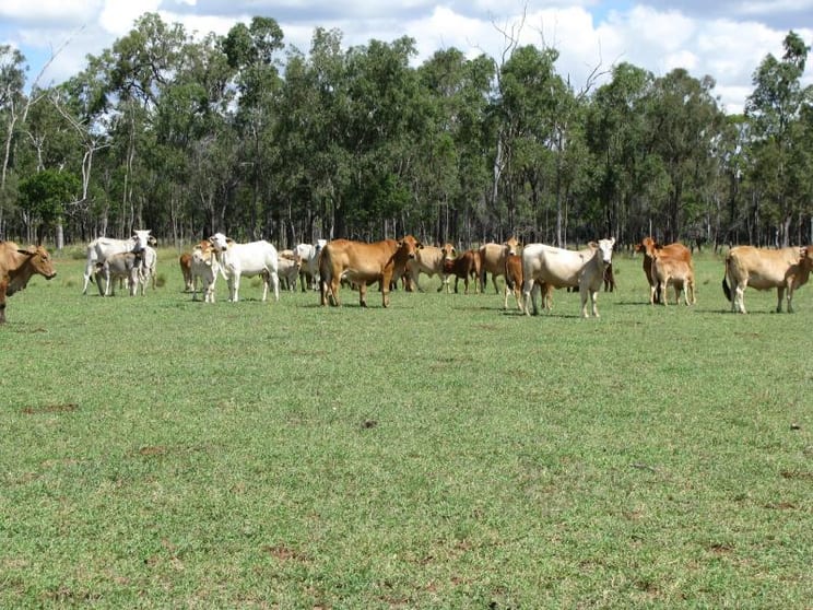 Click to view all images - CATTLE GRAZING Jandowae QLD 4410 - Image 3