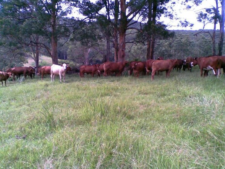 Marlee NSW 2429 - Image 2