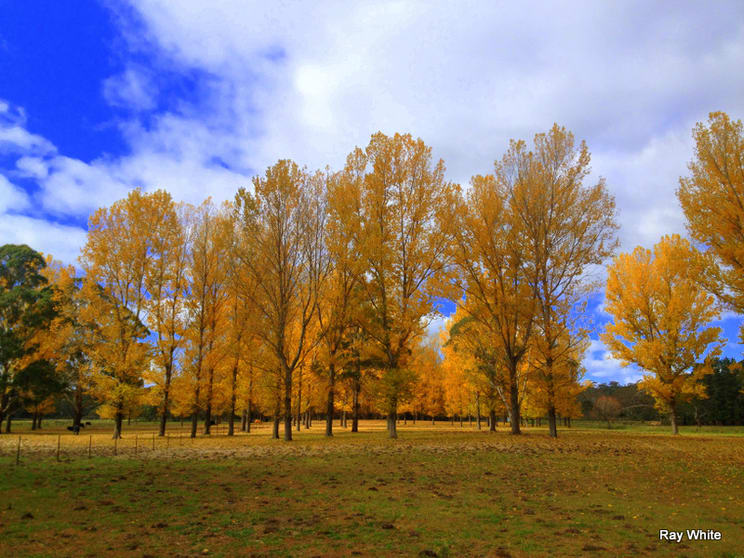 Click to view all images 1866 Cooma Rd Braidwood NSW 2622 - Image 3