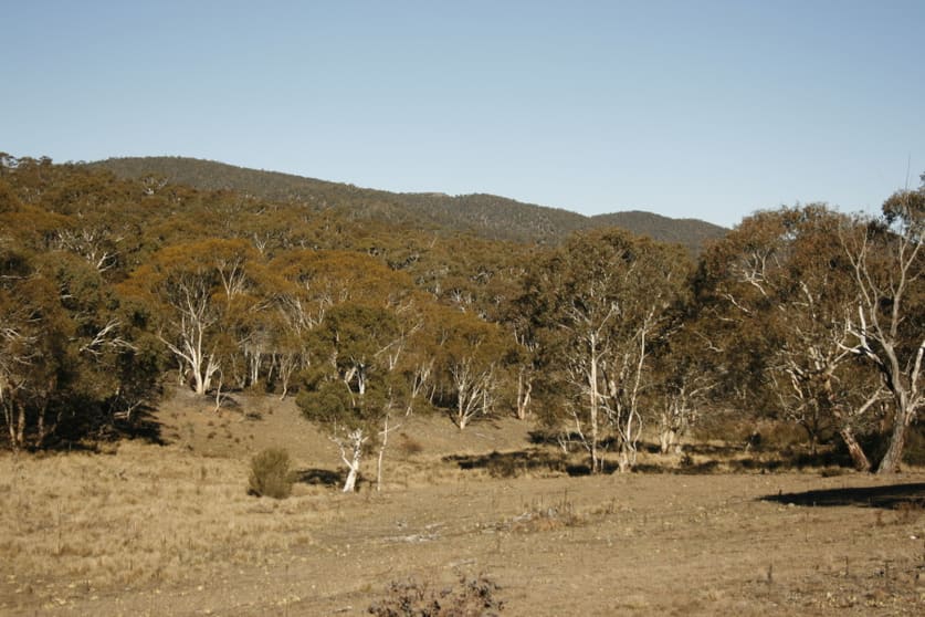 Click to view all images Lot 88 Dangelong Rd Cooma NSW 2630 - Image 1