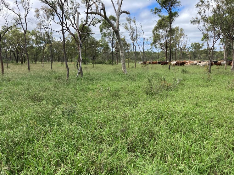 Rural / Farming commercial property for sale at 3153 Bluff Road Seventy Mile QLD 4820 Rural / Farming commercial property for sale at 3153 Bluff Road Seventy Mile QLD 4820
