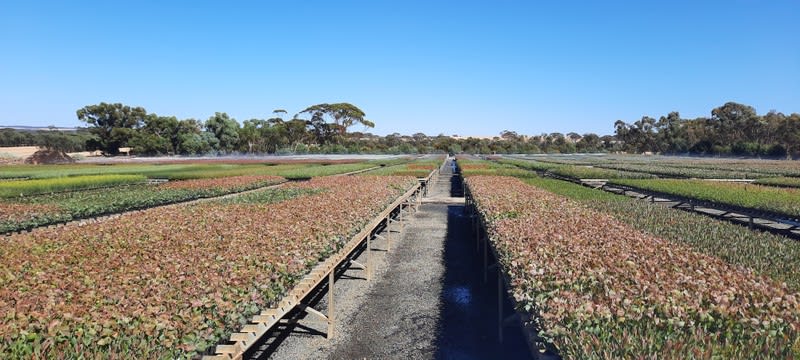Exceptional Production Tree Seedling Nursery - 21 Hectare Property with 2 Houses Exceptional Production Tree Seedling Nursery - 21 Hectare Property with 2 Houses