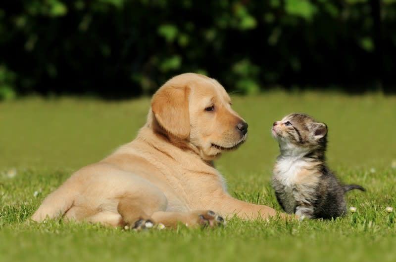 Specialist Pet Wellness & Natural Nutrition Business Established Brand With Exciting Growth Potential Specialist Pet Wellness & Natural Nutrition Business Established Brand With Exciting Growth Potential
