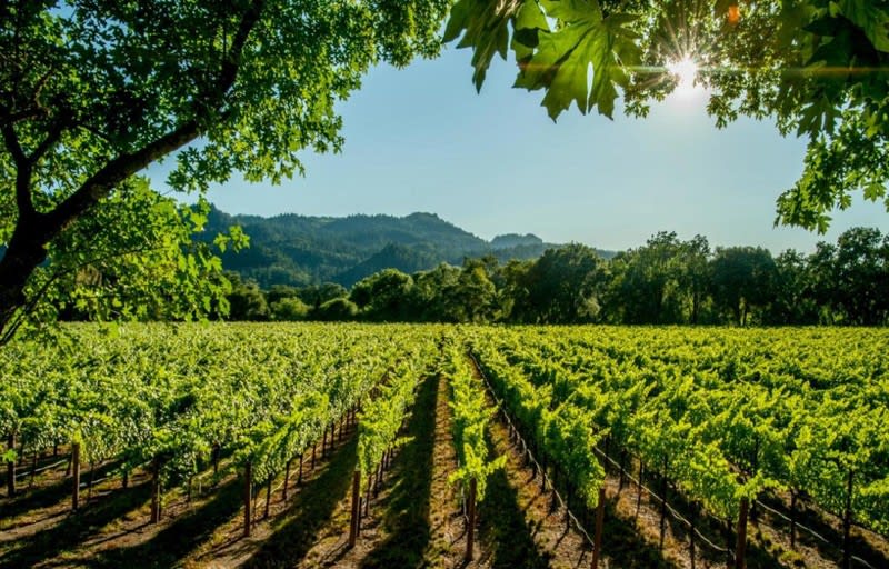Iconic Marlborough Winery and Vineyards Blenheim, New Zealand Iconic Marlborough Winery and Vineyards Blenheim, New Zealand