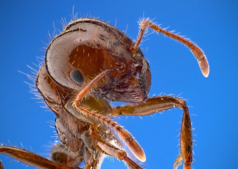 Pest Control - Termite Specialist Pest Control - Termite Specialist