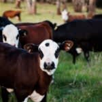 Australia's Progressive & Innovative Meat Exporters - 5875 Australia's Progressive & Innovative Meat Exporters - 5875