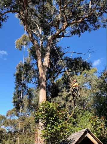 Established Arboricultural Business For Sale