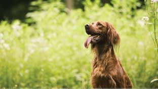 Pet Boarding Kennels No Dog Limits Business RS1586