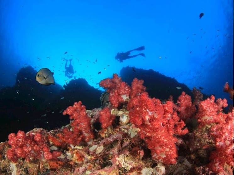 Premium Dive Tourism Business for Sale Premium Dive Tourism Business for Sale