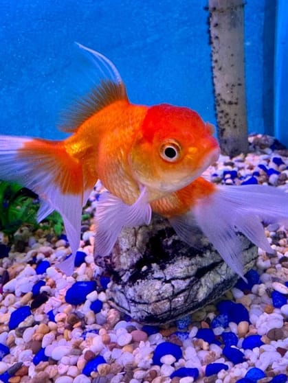 Far North Queensland Lifestyle Business Established Aquarium & Bird Centre For Sale Far North Queensland Lifestyle Business Established Aquarium & Bird Centre For Sale