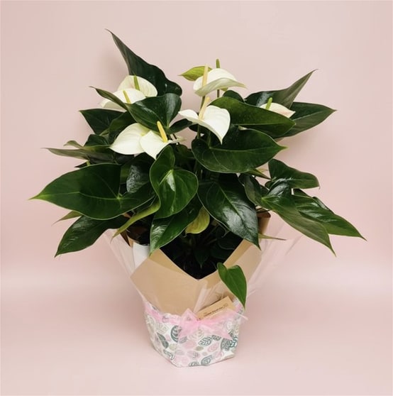 Online, Home-Based Plant and Gift Shop/ Florist Business for Sale Online, Home-Based Plant and Gift Shop/ Florist Business for Sale