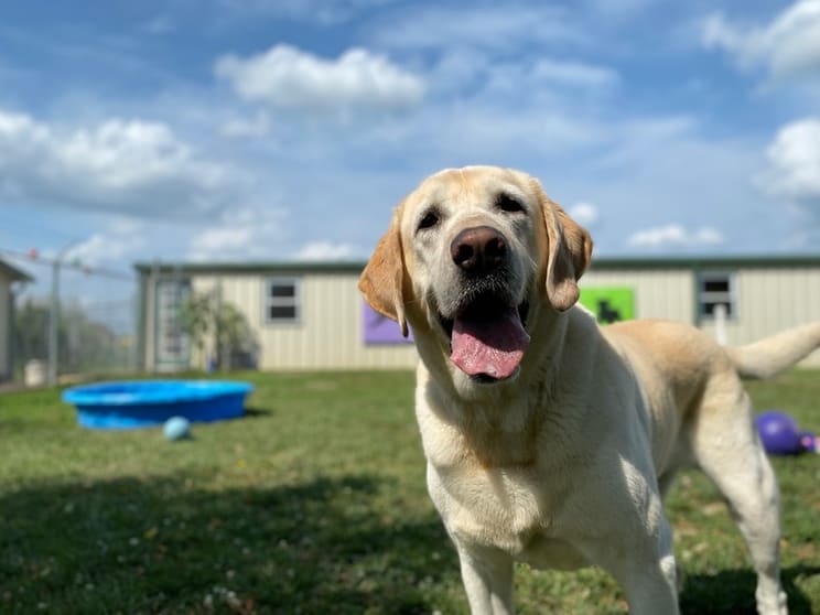 Canineology Centre | Established Doggy Day Care, Dog Grooming & Pet Transport Business - For Sale, Wollongong Canineology Centre | Established Doggy Day Care, Dog Grooming & Pet Transport Business - For Sale, Wollongong