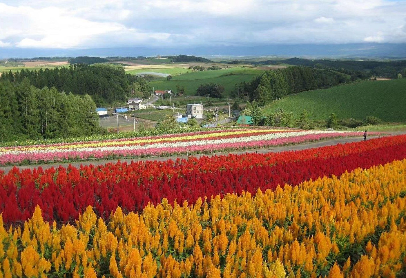 Biei:Furano