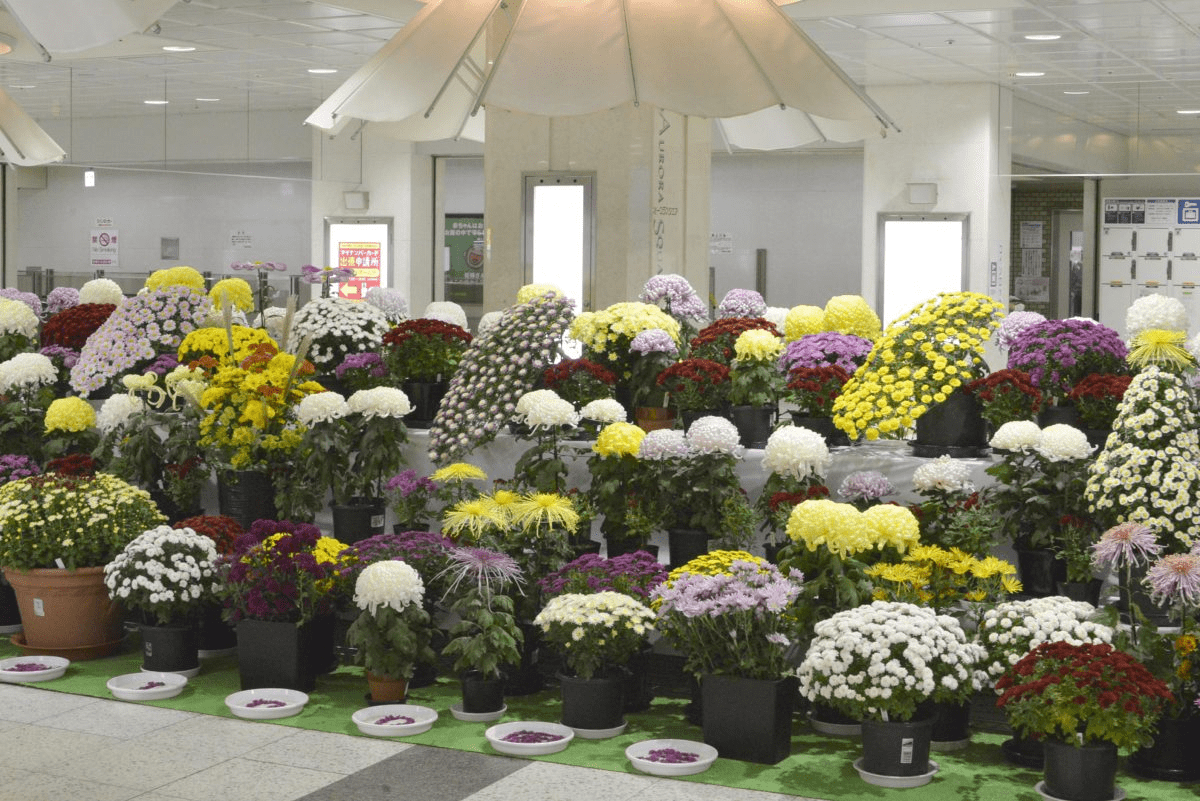 2025 Sapporo Chrysanthemum Festival