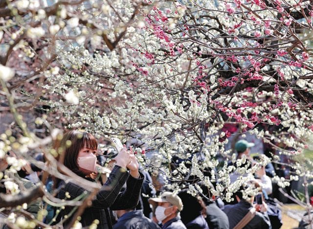 Plum Blossom