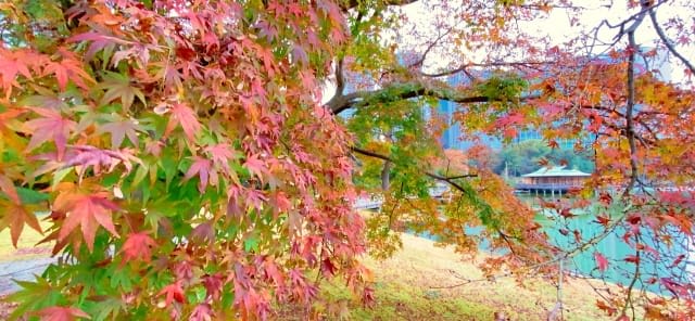 Autumn Leaves at Hamarikyu Gardens